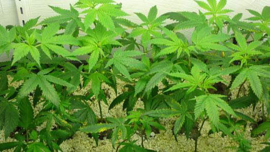 Parfumul cu aroma de marijuana a fost lansat in SUA