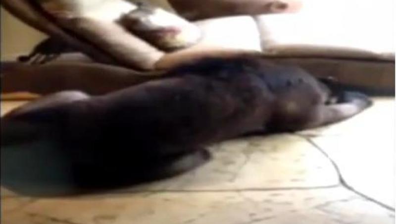 VIDEO! O familie de americani s-a trezit cu un urs la intrarea in casa