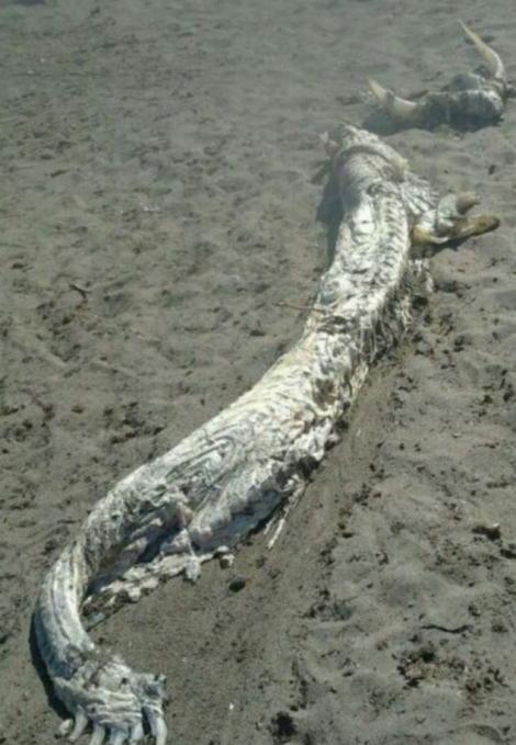 Monstru marin pe o plaja din Spania