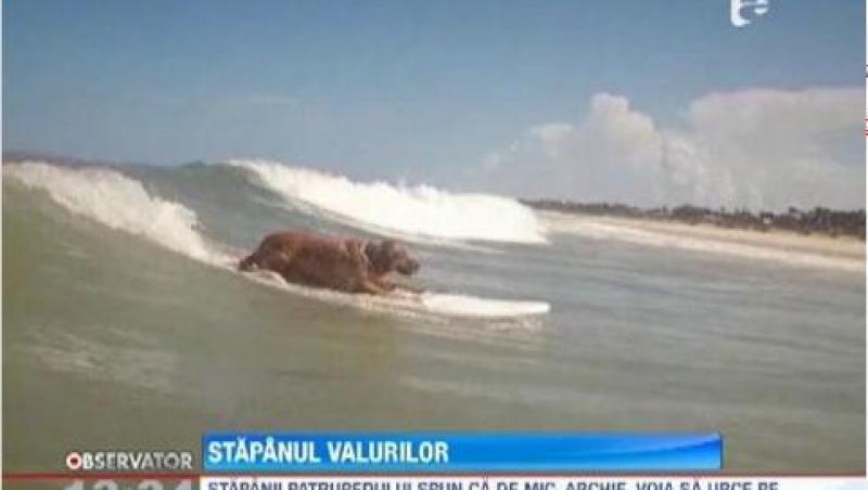 VIDEO! Un caine din Florida face surf ca un profesionist