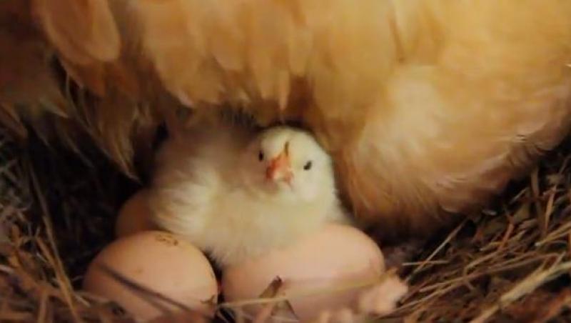 VIDEO! O gaina, mama grijulie, si cei mai frumosi pui