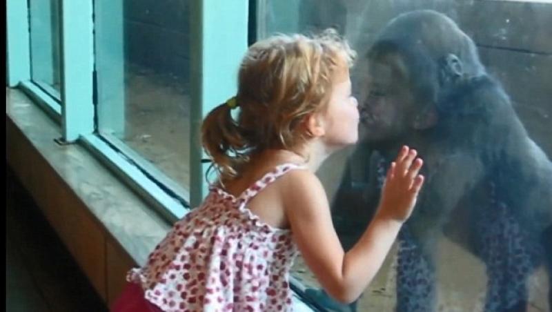 VIDEO! O maimuta se imprieteneste cu o fetita