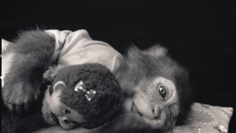Maimutareala, o arta veche de un mileniu, in Japonia: Vezi cum arata primatele actrite!