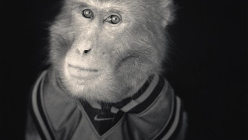 Maimutareala, o arta veche de un mileniu, in Japonia: Vezi cum arata primatele actrite!