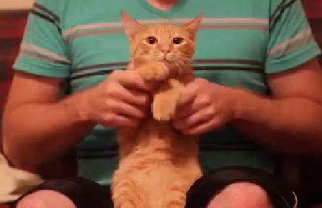 VIDEO! Nascut pentru dubstep: Motanul care i-ar smulge zambete pana si lui Grumpy Cat!