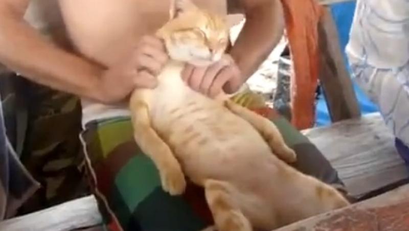 VIDEO FUNNY! O pisica are parte de un tratament regesc: este masata chiar de stapan!