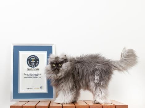 Pisica de Cartea Recordurilor: Are cea mai lunga blana dintre feline