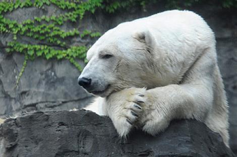 Mascota gradinii zoologice din Central Park a murit! Simpaticul urs a fost vazut de peste 20 de milioane de oameni