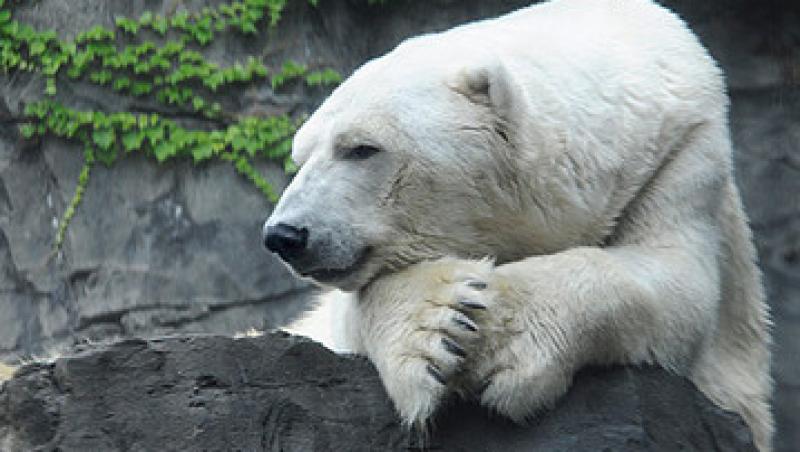 Mascota gradinii zoologice din Central Park a murit! Simpaticul urs a fost vazut de peste 20 de milioane de oameni