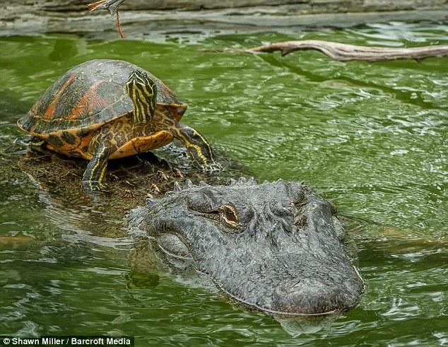 La bulivard, birjar! O broasca testoasa si-a facut "trasura" un aligator