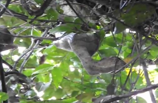 SOCANT! Cum inghite un sarpe Boa o maimuta intreaga