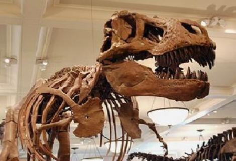 Muzeul Antipa ar putea gazdui o noua expozitie consacrata dinozaurilor