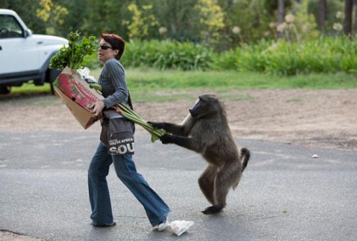 O "gasca" de babuini in Cape Town. Si-a facut de cap si a terorizat locuitorii
