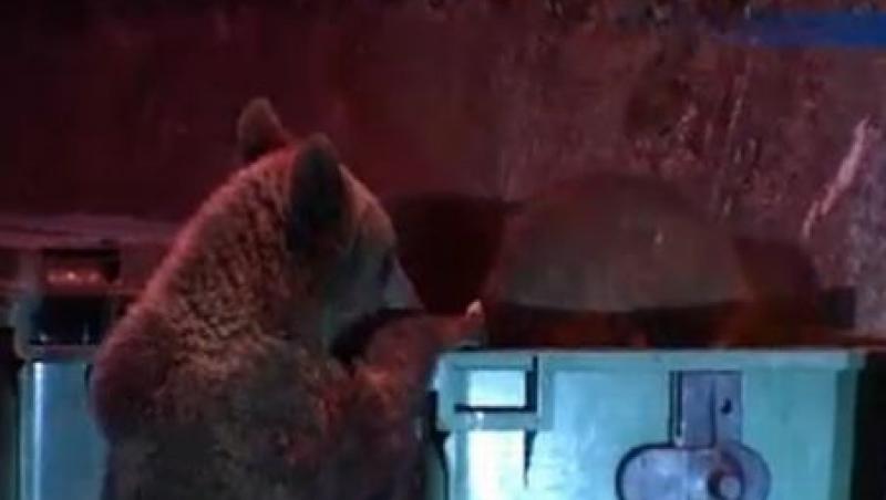 Comportament INUMAN! Un pui de urs, transformat in jucaria unor turisti (VIDEO)
