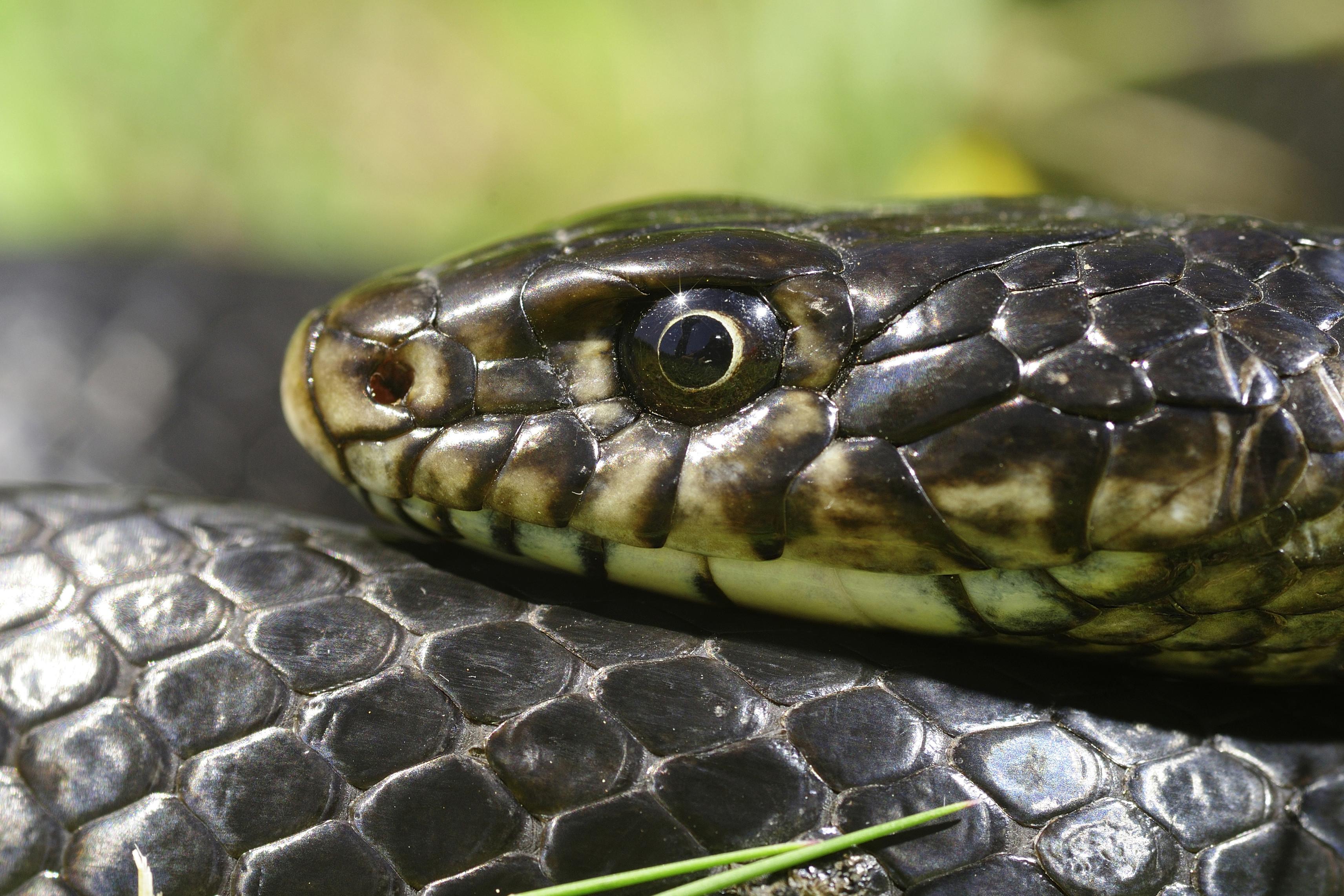 Crescatorie de vipere, ilegala, descoperita in Ialomita