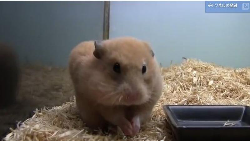 VIDEO FUNNY, FUNNY, FUNNY! Cum rontaie un hamster haios un stiulete de porumb