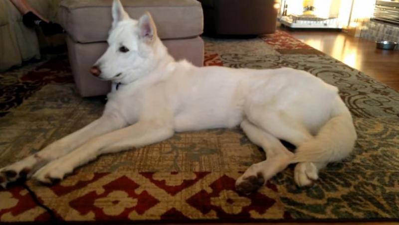 VIDEO! Un caine, mare fan Daft Punk, canta 