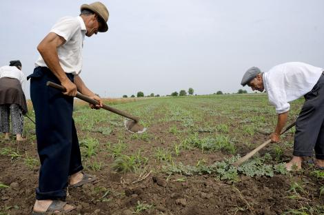 Romanii se bat pe joburile din agricultura: sapte pe un loc de munca in strainatate 