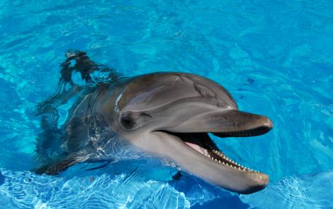 Delfinii au memorie sociala. Isi pot recunoaste confratii si dupa 20 de ani
