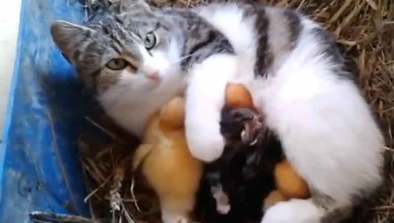 VIDEO! O pisica a devenit mama adoptiva pentru ratuste