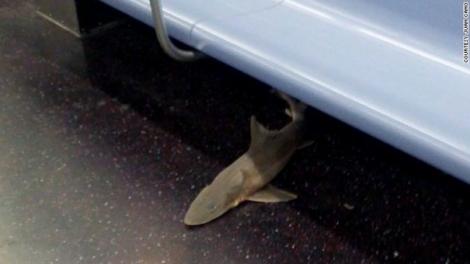Descoperire incredibila. A fost gasit un rechin mort intr-un vagon de metrou