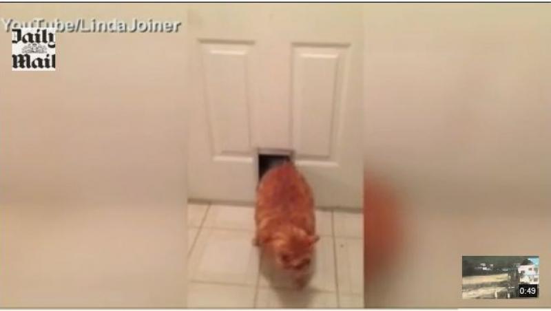 VIDEO! Garfield revine! Pisica dolofana care nu incape pe usa