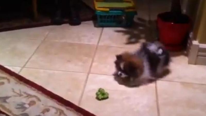 VIRAL! Un catelus suparat foc pe o bucata de... broccoli