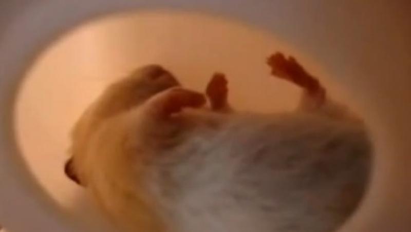 FUNNY! Si animalele sforaie! O demonstreaza un videoclip postat pe internet