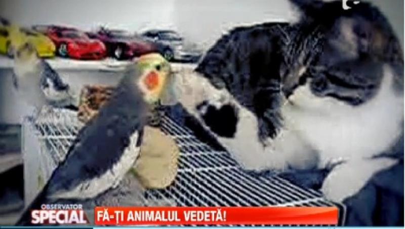 VIDEO! Cum a reusit un papagal sa imblanzeasca o pisica fioroasa