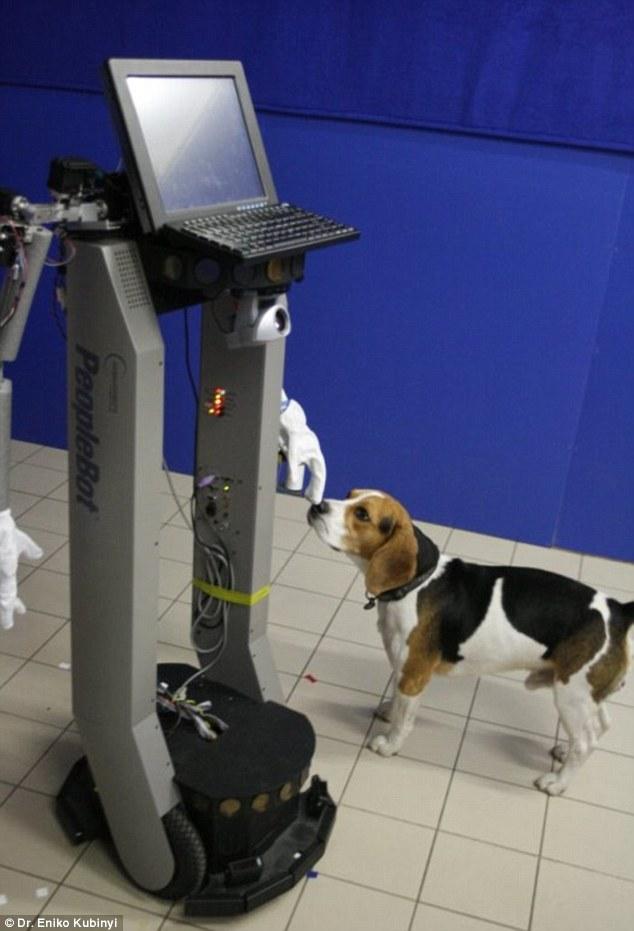 Un mit destramat: Cainele, cel mai bun prieten al... robotului