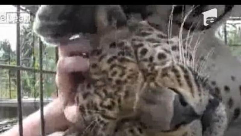 Un leopard se alinta mai ceva ca o pisica atunci cand ingrijitorul il mangaie