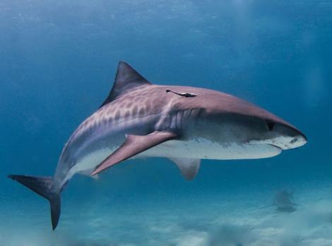 Un rechin i-a furat camera foto de 11.000 de lire unui scafandru