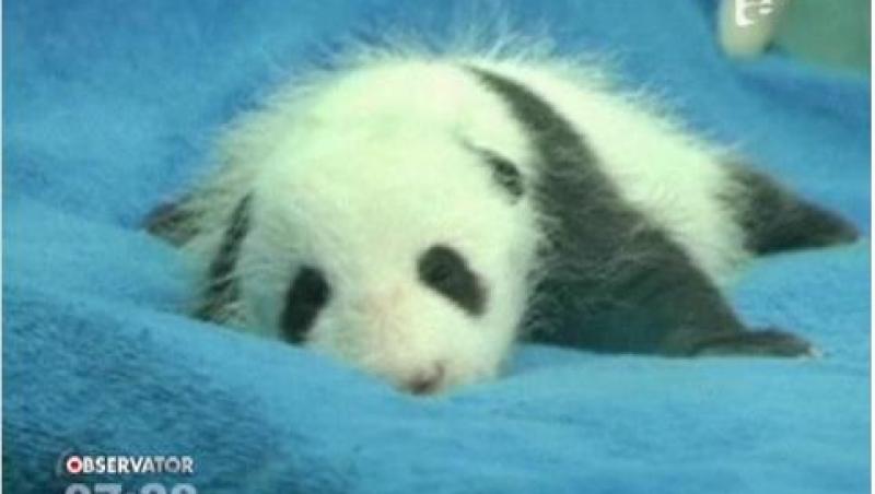 VIDEO! Cum reactioneaza un pui de panda la primul control medical