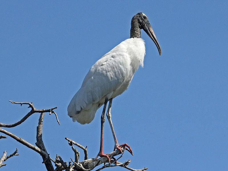 O pasare, arestata in Egipt, sub acuzatia de spionaj