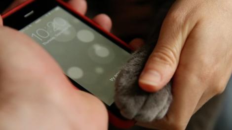 Cum poate o pisica sa deblocheze un iPhone 5S prin TouchID?