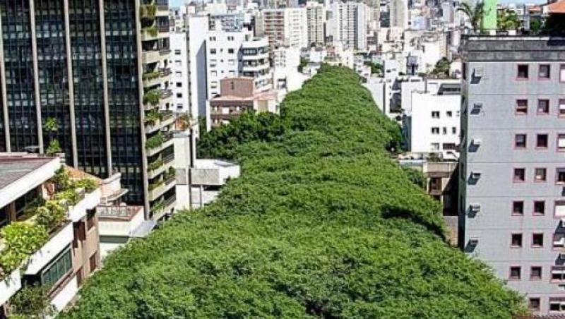 FOTO! 500 de metri de paradis. Cea mai frumoasa strada din lume se afla in Brazilia!