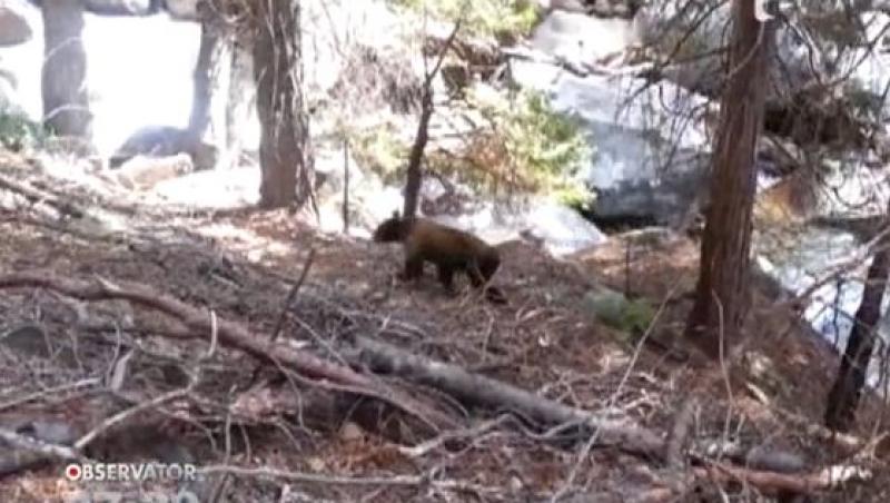 VIDEO! Imagini de infarct! Un turist american s-a intalnit cu ursul in padure! Si l-a convins sa-l....ocoleasca