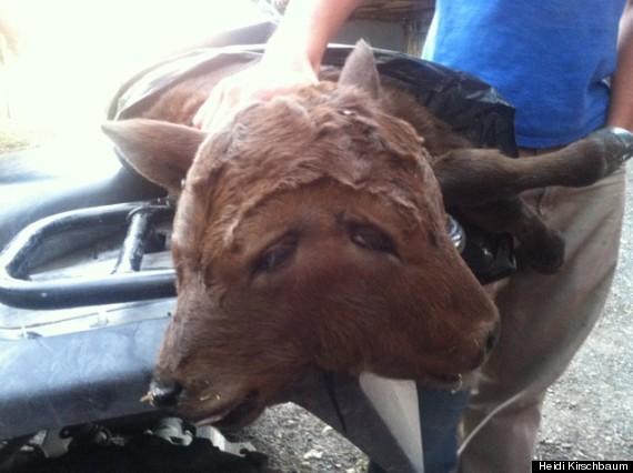 Un vitel cu doua capete, nascut la o ferma din SUA