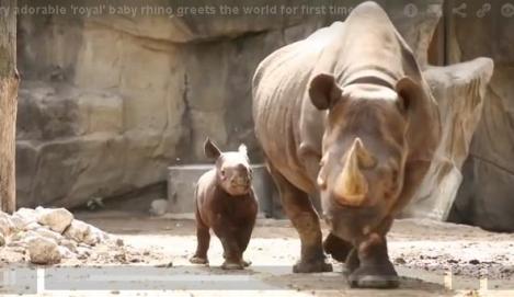 "Bebelus" regal in SUA: Un pui de rinocer dintr-o specie pe cale de disparitie e vedeta gradinii zoologice din Chicago (VIDEO)