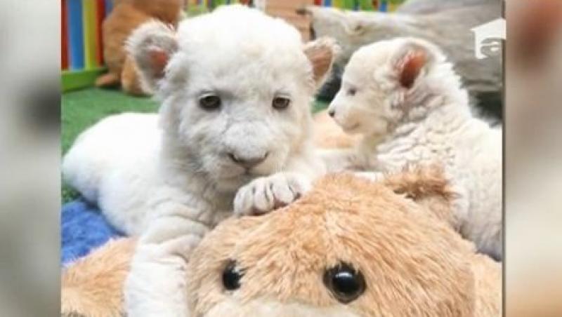 Doi pui de leu alb fac senzatie intr-o gradina zoologica din Tazmania