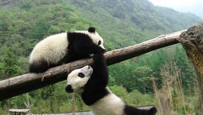 Si puii de panda sunt multi in China! 14 
