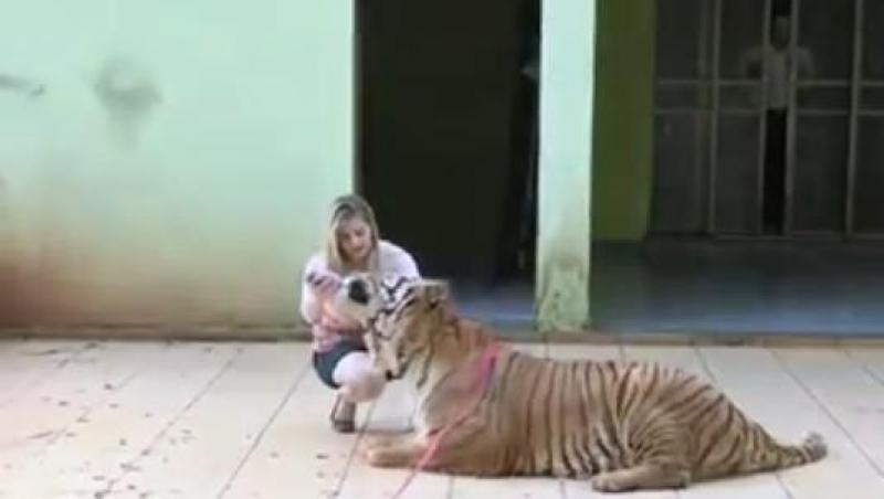 VIDEO! O familie din Brazilia traieste cu sapte tigri in casa