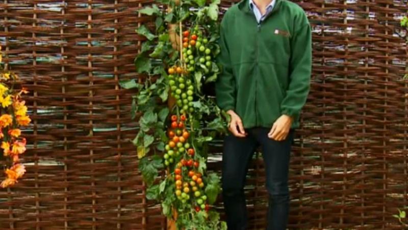 TomTato, planta care face rosii si cartofi pe acelasi vrej, a fost scoasa la vanzare in Marea Britanie!