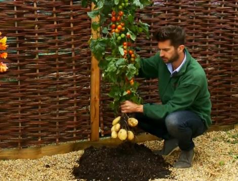TomTato, planta care face rosii si cartofi pe acelasi vrej, a fost scoasa la vanzare in Marea Britanie!