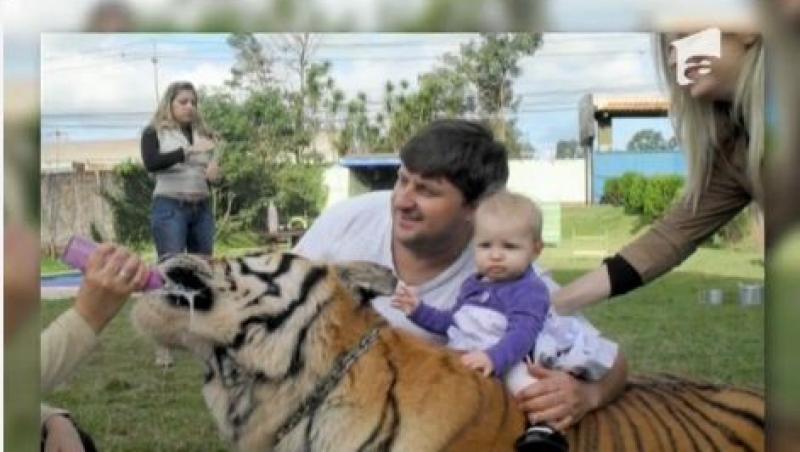 Tigrul, cel mai bun prieten! O familie din Brazilia traieste cu sapte animale periculoase IN CASA