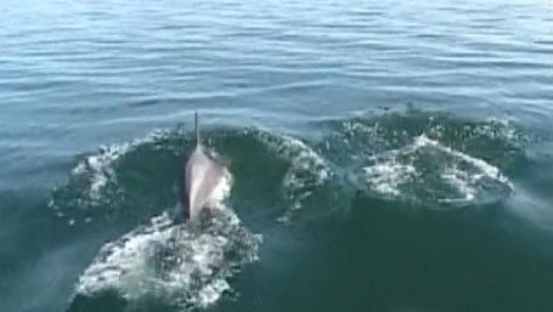 Delfinii din Marea Neagra vor putea fi vazuti si in mediul lor natural