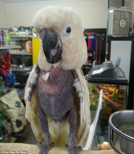 Un papagal a chelit din cauza ca a crescut intr-un laborator de metadona