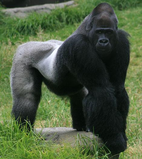 O gorila, trimisa la terapie psihologica pentru ca este misogina