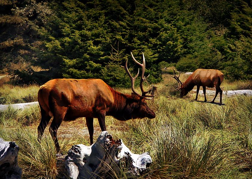 Asa beau elanii cateodata: Cinci exemplare au facut scandal dupa o betie