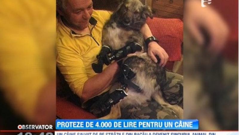 Un maidanez din Bacau, singurul animal din Europa care are proteze performante